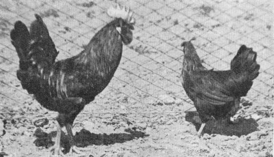 morescaannitrenta1.JPG