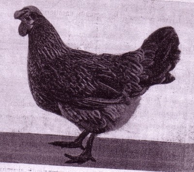 Gallina leccese razza Raffaello Garzia.jpg