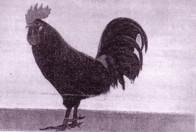 Gallo leccese razza Raffaello Garzia.jpg